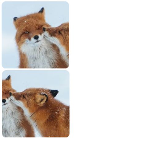 Wolf And Fox Matching Pfp, Fox Matching Pfp, Discord Pfp, Orange Fox, Matching Profile, Blue Bunny, Red Panda, Profile Pics, Matching Profile Pictures