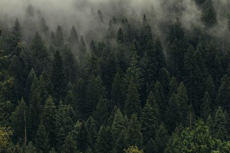 #Trees #Green #Fog #Forest #Shroud Top view #5K #wallpaper #hdwallpaper #desktop 1366x768 Wallpaper, Hunting Bow, Bear Hunting, Forest Background, Foggy Forest, Bow Hunting, Forest Wallpaper, Tree Wallpaper, Macbook Wallpaper