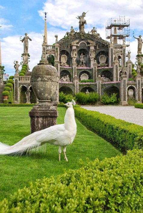 Isola Bella, Lake Maggiore, Piemonte, #Italy #travel #places #holidays #peacock White Peacocks, Comer See, Lake Maggiore, Italian Lakes, White Peacock, Italy Tours, Northern Italy, Peacocks, Macedonia