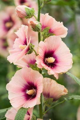 hollyhock 'Halo Apricot' Growing Hollyhocks, Alcea Rosea, Hollyhocks Flowers, Halo Series, Beautiful Flowers Photos, Venetian Plaster, Wildlife Gardening, Flower Spike, Herbaceous Perennials