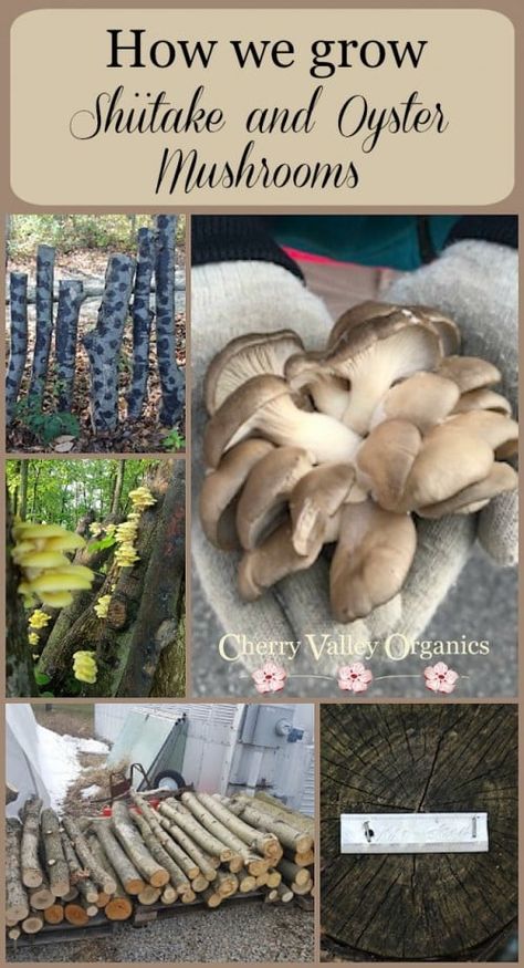 Growing Shiitake Mushrooms, Growing Mushrooms At Home, Mushroom Varieties, Mushroom Cultivation, Garden Mushrooms, Oyster Mushrooms, Edible Mushrooms, Home Vegetable Garden, Wild Food