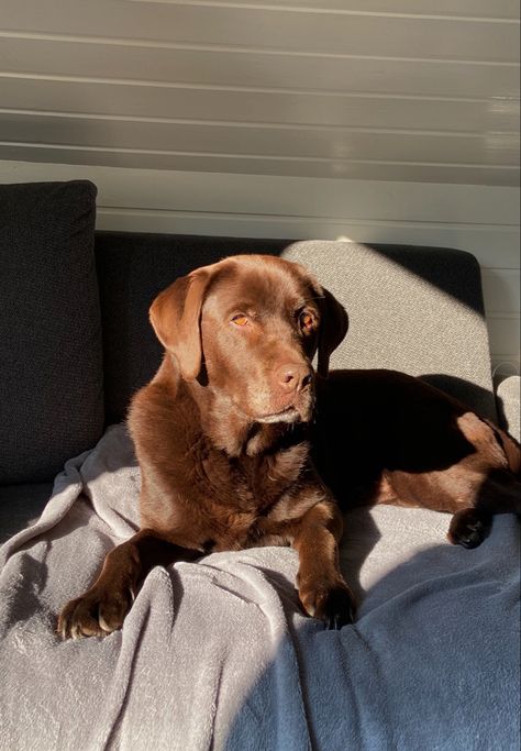 Aesthetic Labrador, Chocolate Labrador Aesthetic, Brown Labrador Aesthetic, Labrador Retriever Aesthetic, Chocolate Lab Aesthetic, Labrador Aesthetic, Brown Labrador, Chocolate Labrador Retriever, Fluffy Cows