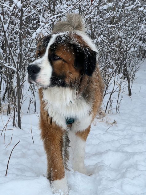 St. Bernard/Bernese Mountain Puppy playing in the snow Dog Laughing, Laughing Videos, Saint Bernard (dog), St Bernard Dogs, Bernard Dog, Very Cute Dogs, Silly Things, Pretty Dogs, Silly Dogs