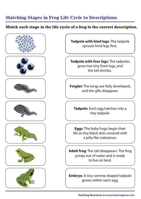 Matching Stages in Frog Life Cycle to Descriptions Frog Life Cycle Printable, Kindergarten Science Projects, Frog Life Cycle Activities, Nature Kindergarten, Life Cycle Of A Frog, Frog Life Cycle, Cycle For Kids, Animal Life Cycles, Lifecycle Of A Frog