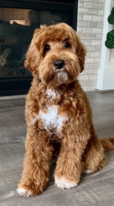 Cute Labradoodle Puppies, Australian Labradoodle Mini, Australian Labradoodle Haircut Style, Large Labradoodle, Cobberdog Australian, Aussiedoodle Full Grown, Medium Labradoodle, Tuxedo Goldendoodle, Labradoodle Retriever