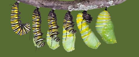 Be Transformed Caterpillar Cocoon, Butterfly Food, Monarch Butterfly Garden, Butterfly Chrysalis, Butterfly Kit, Monarch Caterpillar, Painting References, Butterfly Life Cycle, Diy Butterfly