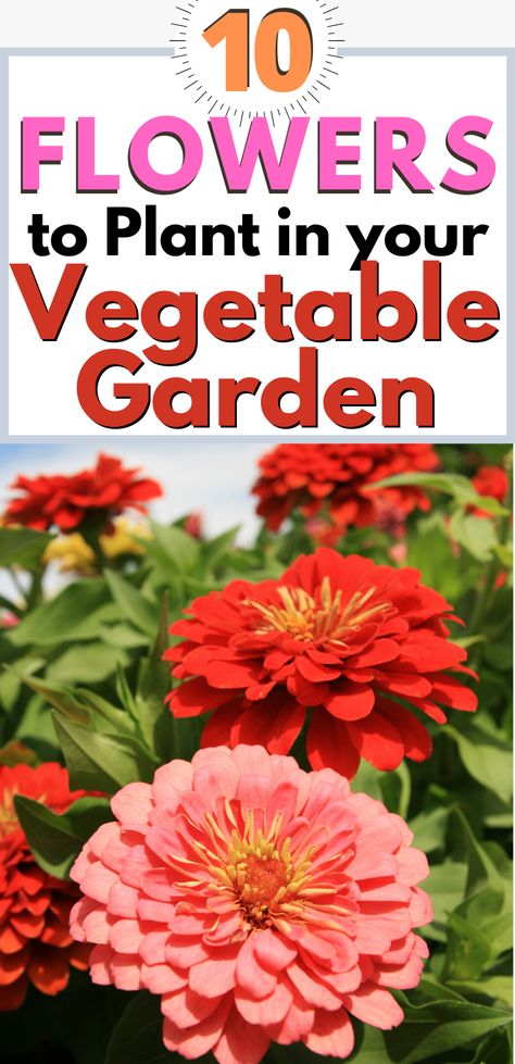 Vegetable And Flower Garden Ideas, Flowers To Plant With Tomatoes, Best Flowers For Vegetable Garden, Flowers In Vegetable Garden, Flower And Vegetable Garden Combined, Flowers For Vegetable Garden, Flowers To Plant With Vegetables, Vegetable And Flower Garden, Raised Veggie Gardens