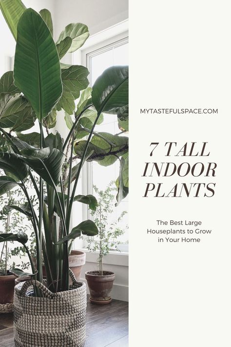 7 Best indoor trees, tall and large houseplants that are easy to grow and maintain in your home. #tallindoorplants #indoortrees #largehouseplants #largeindoorplants #homedecor #lowmaintenanceplants #easyindoorplants #hardtokillplants Tall House Plants, Indoor Tree Plants, Best Indoor Trees, Tall Indoor Plants, Tattoo Plant, Large Indoor Plants, Indoor Tree, Living Room Plants, Indoor Trees