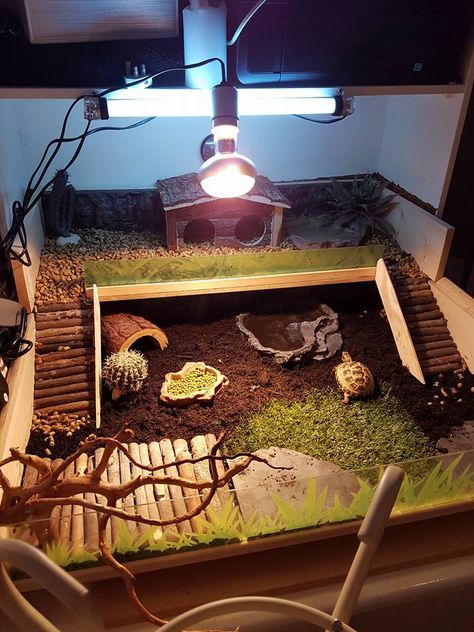 Sulcata Indoor Enclosure, Greek Tortoise Habitat Indoor, Hermann Tortoise Enclosure Indoor, Sulcata Tortoise Enclosure Indoor, Tortious Habitat Indoor, Diy Tortoise Habitat Indoor, Turtle Terrarium Ideas, Tortoise Enclosure Indoor, Tortoise Terrarium