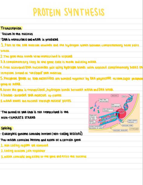 Transcription And Translation Biology, Translation And Transcription Biology, Transcription Notes Biology, Translation And Transcription, Transcription And Translation Notes, Transcription Biology, Protein Synthesis Notes, Transcription Notes, Translation Biology