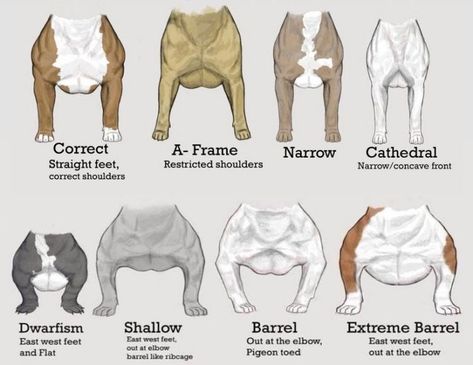 Pitbull Pups, American Bully Kennels, Bully Game, Bully Pitbull, American Bullies, Bully Breeds Dogs, Dog Anatomy, Dog Breeding, American Pitbull