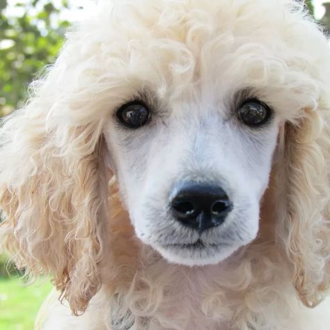 Poodle Hairstyles, Poodle Training, Small Poodle, Poodle Hair, Poodle Haircut, Poodle Cuts, Red Poodles, Dog Poodle, Toy Poodles