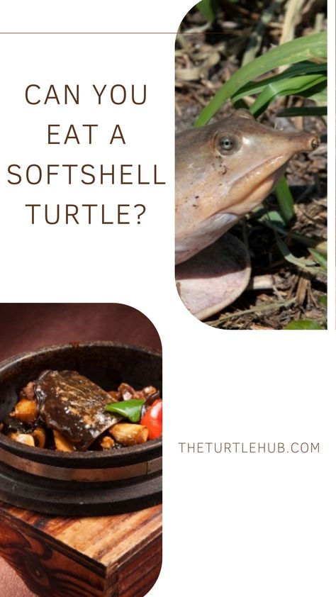 I understand it is brutal to even think about eating the turtles. But believe me or not, in many countries, people consider the turtles as a living creature that they can turn into a delicious dish. And some farms harvest the turtles so that they can sell it to any restaurant and earn a profit. Here the question is, can you eat a softshell turtle? Softshell Turtle, Turtle Tank Setup, Turtle Recipe, Diy Turtle, Turtle Tank, The Turtles, Setup Ideas, Believe Me, Pet Owner