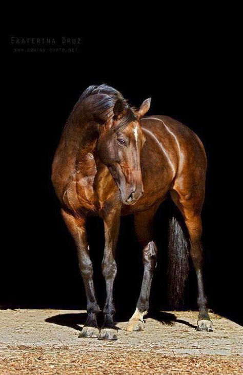 Bay Horses, Horse Reference Photos, Bay Horse Photography, Bay Horses In Tack, Bay Western Horse, Blood Bay Horse, Equine Photography Poses, American Paint Horse Photography, Bay Horse