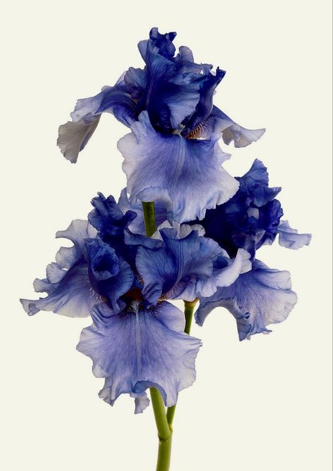 Iris Painting, Macro Flower, Painting Flower, Botanical Watercolor, Arte Inspo, Iris Flowers, Flower Art Painting, Botanical Flowers, Floral Illustrations