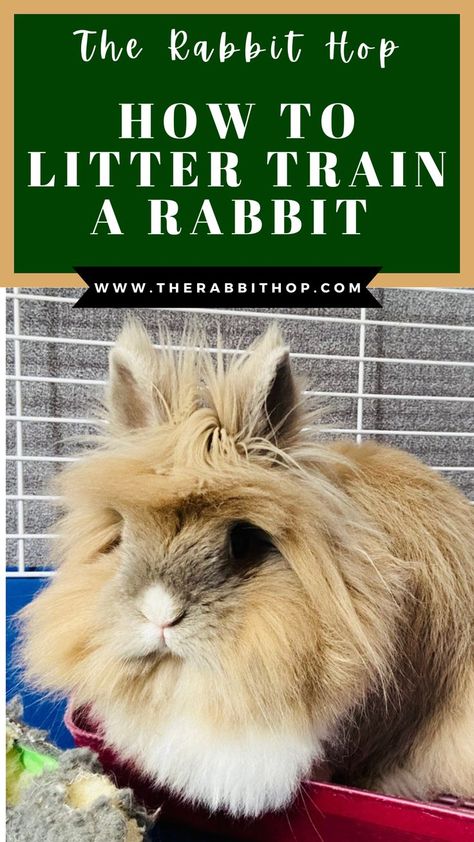 Here are 4 easy steps to litter train your rabbit so they can live a clean and healthy lifestyle. Rabbit Care, Easy Steps, Healthy Lifestyle, Benefits, Train, Lifestyle, Health