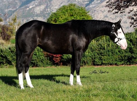 Western Pleasure Horses, American Paint Horse, Reining Horses, Black Splash, Paint Horse, American Paint, American Quarter Horse, Black Horses, Western Pleasure