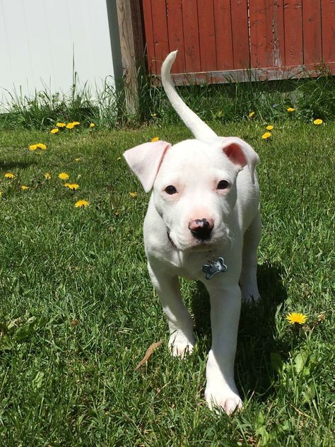 White Pitbull Puppies, White Dog Breeds, Cute Dog Breeds, White Fluffy Dog, Pitbull Facts, White Pitbull, Pitbull Pictures, Cute Dog Pictures, Pit Bull Love