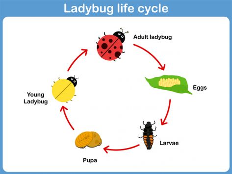 Help your students understand the life cycle of a ladybug with this free printable. This colored printable features a well-marked diagram of a ladybug’s life cycle, as well as easy-to-understand, student-friendly pictures.   Read more at http://kidspressmagazine.com/science-for-kids/printables/misc/ladybug-life-cycle.html#GCYdOhhmxCLtImbY.99  #science, #freeprintable, #printable, #biology, #lifecycle, #insect Ladybug Larvae, Insect Life Cycle, Ladybug Life Cycle, Nouns Activities, Montessori Printables, Ladybug Crafts, Kids Vector, Facts For Kids, Science Fair Projects