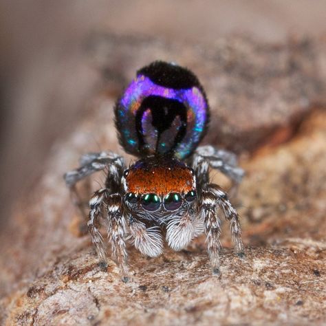 “It is by pure coincidence that I stumbled on this fascinating group of spiders at a time when the world was pretty much unaware of their existence, like finding a pot of gold.” | These Newly Discovered Spiders Are Actually Really Beautiful Peacock Spider, Arachnids Spiders, Cool Insects, Cool Bugs, Jumping Spider, Rare Species, Beautiful Bugs, Creepy Crawlies, Arthropods