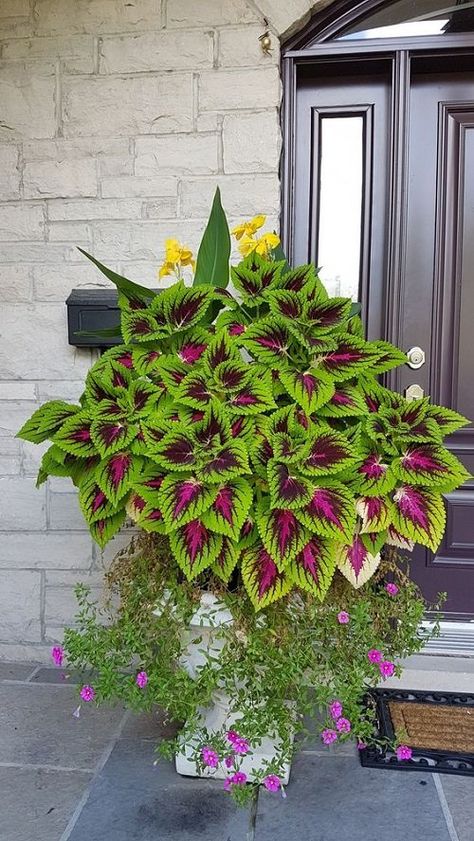 Front Porch Flowers, Porch Flowers, نباتات منزلية, Container Garden Design, Purple Plants, Flower Pots Outdoor, Home Garden Design, Outdoor Gardens Design, Garden Landscape Design