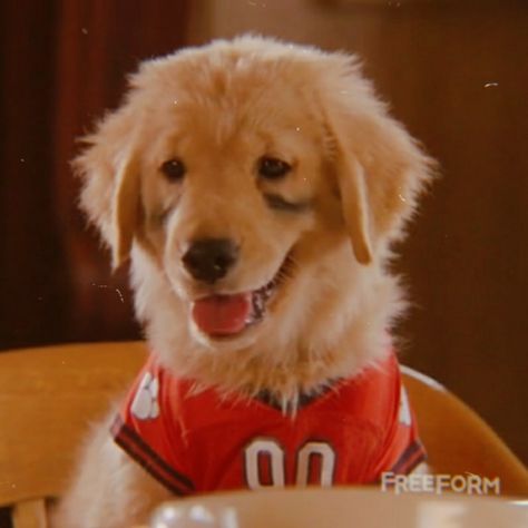 Air Bud Movie, Roadkill Animals, Pup Academy, Air Buddies Movies, Air Buddies, Snow Buddies, Air Bud, Santa Paws, Cute Little Animals