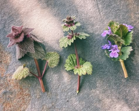 Purple Deadnettle, Ground Ivy, Medicinal Wild Plants, Wild Foraging, Wild Food Foraging, Medicinal Herbs Garden, Edible Wild Plants, Healing Plants, Herb Pots