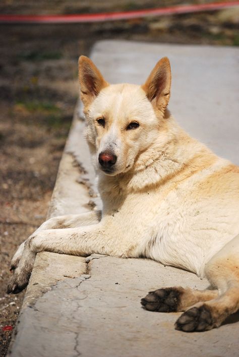 Canaan Dog http://www.animalplanet.com/breed-selector/dog-breeds/herding/canaan-dog.html Dog Species, Dog Fever, Oc Au, Ancient Dogs, Herding Dogs Breeds, Canaan Dog, Police Canine, Dog Aesthetic, Catahoula Leopard Dog