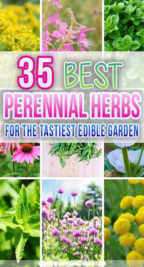 35 Best Perennial Herbs To Plant Once & Enjoy Forever | Decor Home Ideas Perennial Landscaping, Herbs To Plant, Garden Landscaping Backyard, Short Trees, Gardening For Dummies, Natural Repellent, Herb Gardening, Best Perennials, Perennial Herbs