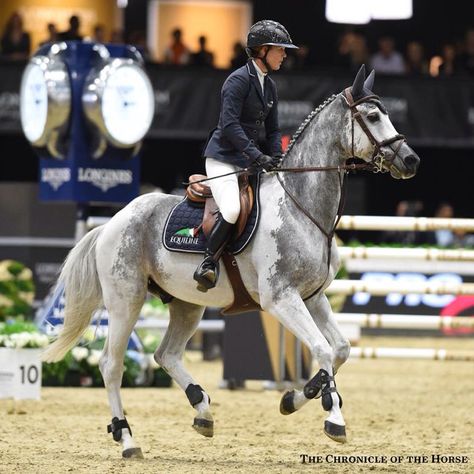 Such a pretty little grey horse in competition. Equine beauty. Cornet 39 Aesthetic Jumpers, Cheval Pie, Blm Mustang, Show Jumping Horses, Equestrian Aesthetic, Horse Aesthetic, Grey Horse, Horse Blankets, Sport Horse