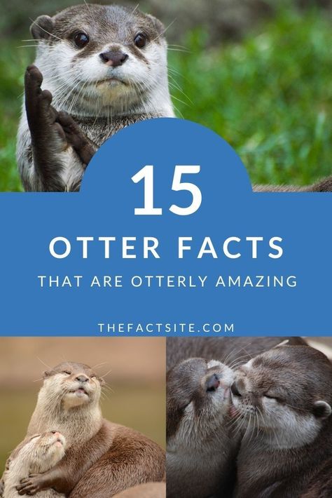 Otters are a member of the weasel family and are carnivorous mammals that are found across the world apart from Australia and Antarctica. These water loving cute and fuzzy little mammals have bundles of fun facts all about them. Come check out our top 15 otter facts! #TheFactSite #Facts #Mammals #Weasels #Otters #AnimalFacts #CuteAnimals #AdorableAnimals #Wildlife Sea Otter Habitat Project, Otter Habitat, Endangered Species Activities, Otter Party, Sea Otters Holding Hands, Otter Cards, River Animals, Otter Facts, Redwall Series