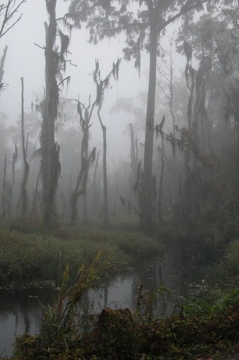 Season Of The Witch - A Southern Gothic Tale Foggy Forest, Trees, Forest, Water