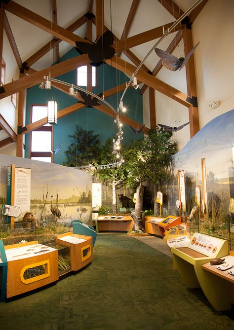 Various projects for US Fish & Wildlife and other state and local nature centers. Visitor Center Interior, Museum Exhibition Design, Nature Education, Wildlife Rehabilitation, Nature Museum, Small Wonder, Museum Displays, Mount Rainier National Park, Rainier National Park