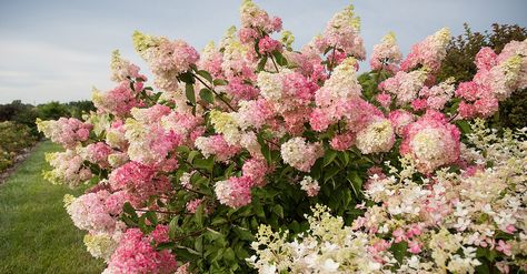 ‘Berry White’ Hydrangeas Are About to Become Your New Favorite Flower | Better Homes & Gardens Hydrangea Picture, Hydrangea Landscaping, Hydrangea Shrub, Hydrangea Varieties, Hydrangea Bloom, White Flower Farm, White Hydrangeas, Hydrangea Garden, Hydrangea Paniculata