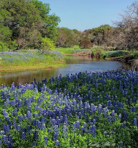 Blue Bonnets by the stream... Explored, Apr 11, 2012 #133 | Flickr Burnet Texas, Texas Artwork, Amazing Places To Visit, Texas Wall Art, Blue Bonnet, Texas Bluebonnets, Visit Places, Texas Art, Loving Texas