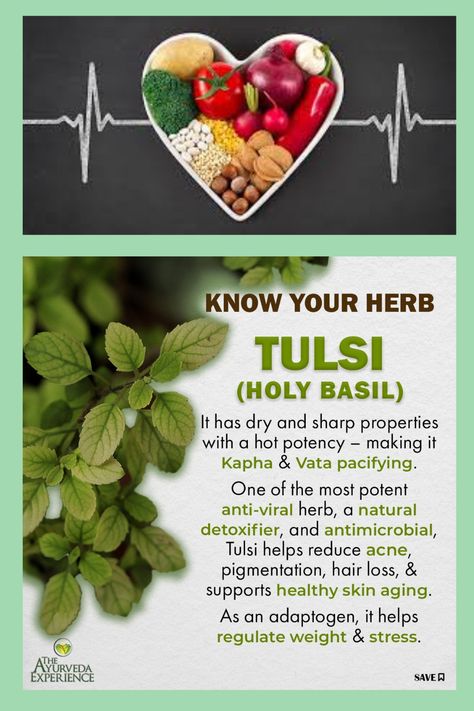 BENEFITS OF TULSI #health #healthy diet #health tips #healthy foods #diet #diet tips #diet food #health benifits #remidies #TULSI #Herb #herbal Tulsi Benefits Health, Tulsi Benefits, Benefits Of, Tips Diet, Health Heal, Herbs For Health, Holy Basil, Diy Skincare, Health Knowledge