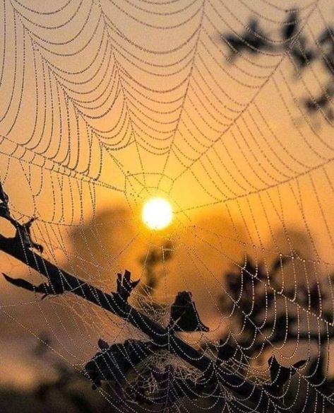 Soothing Images, Spider Web Decoration, Artistic Pictures, Cool Small Tattoos, Spider Webs, Wow Video, Foto Art, Winter Pictures, Beautiful Flowers Pictures