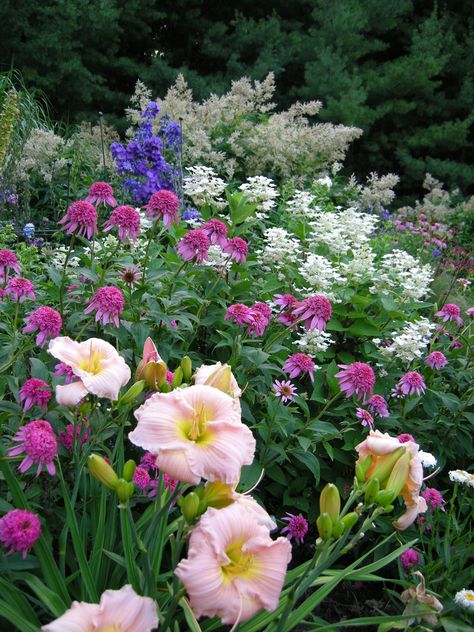 Barbara Mitchell daylily, Echinacea Razzmatazz with Hydrangea Pinky Winky and Delphinium elatum Pagan Purples. (We grow all our delphiniums from seed)  2 WAYS TO ENLARGE! Click directly on the photo to enlarge in a pop-up, or click HERE to see this image, larger, in a new browser window Click the image to enlarge. Perennial Garden Design, Daylily Garden, Paradise Garden, Garden Shrubs, Fine Gardening, Olive Garden, Perennial Garden, Gorgeous Gardens, Flowers Perennials