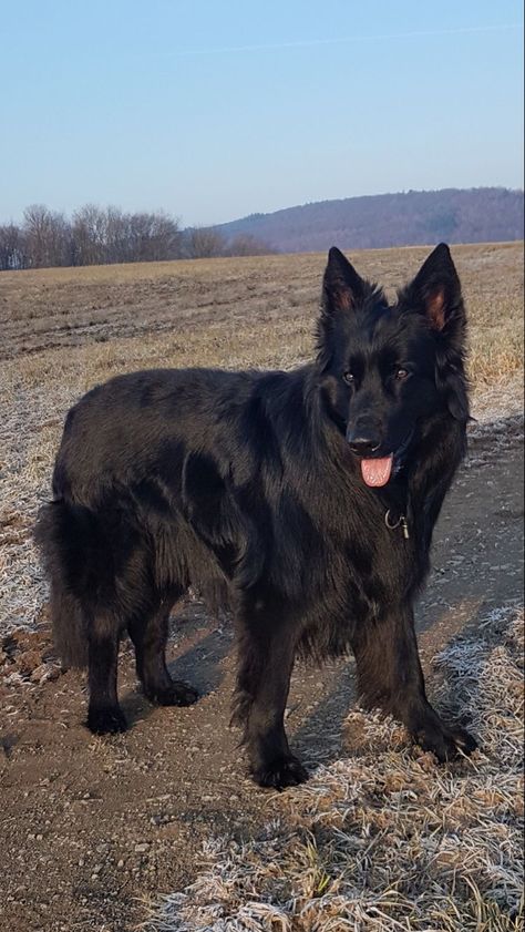 Black German Shepherd Puppies, Black Shepherd, Black German Shepherd Dog, Black Dogs, Black German Shepherd, Belgian Shepherd, Pretty Dogs, Pretty Animals, Wolf Dog