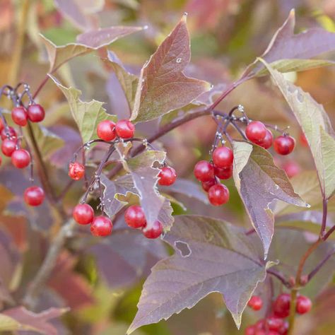 Highbush Cranberries Archives Highbush Cranberry, Cranberry Jelly, Aronia Berries, Viburnum Opulus, Cranberry Vodka, Raw Juice, Cranberry Recipes, Food Forest, Wild Food