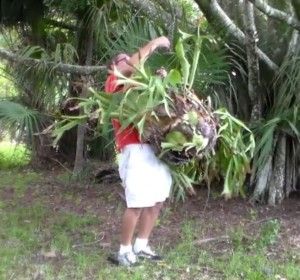 Hanging the Staghorn Fern Staghorn Fern Mount Ideas, How To Hang A Staghorn Fern, Staghorn Fern Wall, Staghorn Fern Hanging Baskets, Hanging Staghorn Fern, Stag Horn Fern Mount, Staghorn Plant, Stag Horn Fern, Staghorn Fern Mount