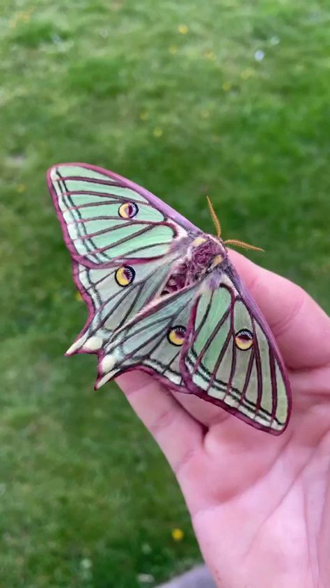 Science girl on X: "The Spanish moon moth 📹 ilyas_insects https://t.co/t8akbOp3f8" / X Spanish Moon Moth, Science Girl, Moon Moth, Fly On The Wall, Butterfly Butterfly, Weird Science, Love Painting, Cute Gif, Art Classes