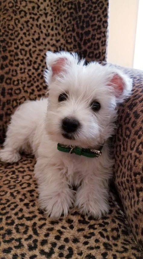 Westie Snow @ 2 months | Westie puppies, Westie dogs, Cute baby dogs Westie Mix Dog, Westie Dog, Puppies Cute, Westie Puppies, Dogs Cute, Westie Dogs, Little Animals, Very Cute Dogs