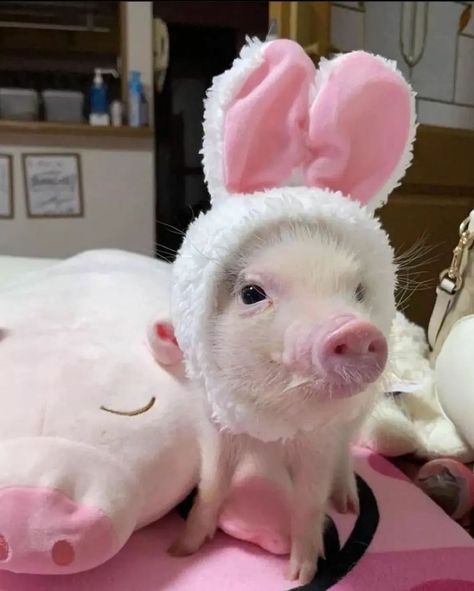 Baby Puppy, Tag Your Friends, Pink Baby, Photo Photography, Pigs, Dm Me, Follow For More, Animals, Pink