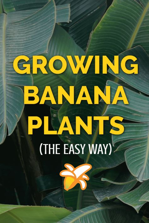 Banana Plant Indoor, Banana Trees Landscape, Banana Plant Care, Grow Banana Tree, How To Grow Bananas, Plants At Home, Banana Plant, Growing Fruit Trees, Banana Plants