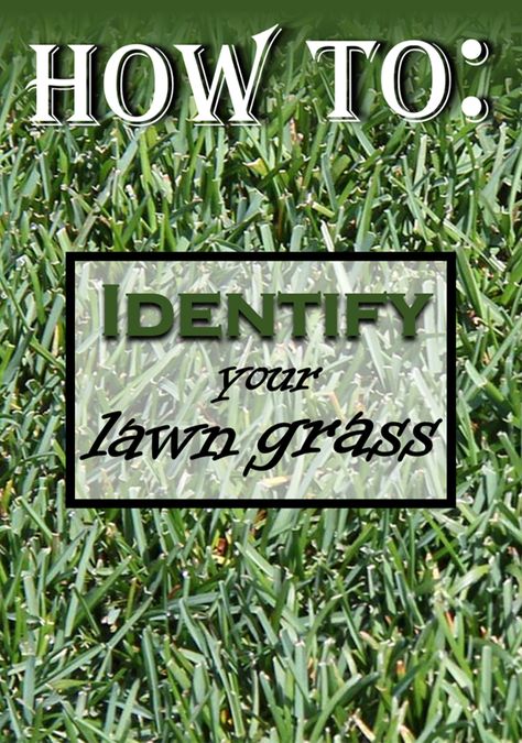 Tips for figuring out what kind of grass is planted in your yard. Lawn Grass Types, Different Types Of Grass, Tall Fescue Grass, Common Lawn Weeds, Centipede Grass, Grass Types, Rye Grass, Zoysia Grass, Lawn Care Schedule