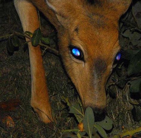 "Tapetum lucidum eyeshine in a deer. The tapetum lucidum is a layer of specially adapted cells behind the retina that reflect light. When a bright light shines on the tapetum, it reflects a bright glow that can be seen from a distance." -Tumblr User malformalady Tapetum Lucidum, Deer Eyes, A Deer, Oh Deer, Into The Woods, Fire Emblem, In The Woods, Drawing Inspiration, At Night