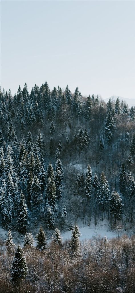 Winter wonderland iPhone X wallpaper #tree #winter #forest #nature #Winterwonderland  #Wallpaper #Background #iPhoneX #iPhoneXS #iPhoneXR Winter Backgrounds Iphone, Winter Wonderland Wallpaper, Wallpaper Tree, Iphone X Wallpaper, Tree Wallpaper Iphone, Winter Landscape Photography, Winter Drawings, X Wallpaper, Winter Iphone