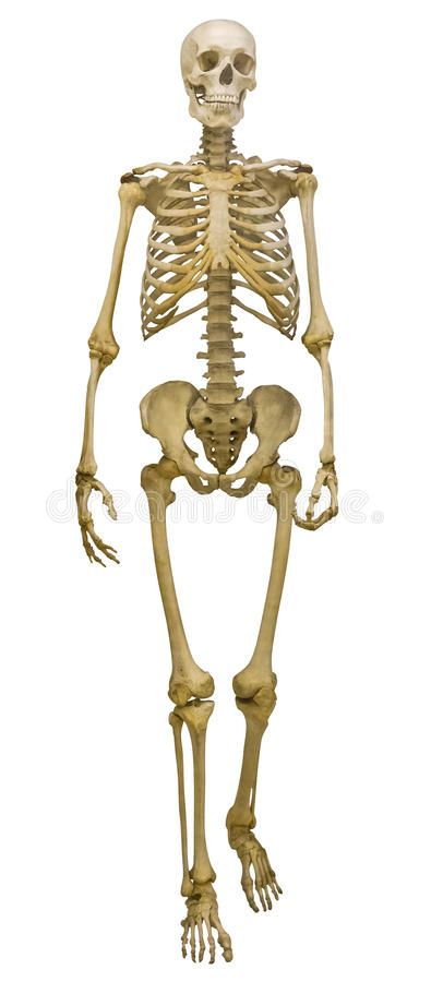 Single human skeleton on white. Human skeleton isolated on white background , #Sponsored, #skeleton, #human, #Single, #white, #background #ad Human Ribs, Female Skeleton, Human Skeleton Anatomy, Skeleton Artwork, Skull Reference, Skeleton Anatomy, Skeleton Drawings, Human Body Art, Human Bones