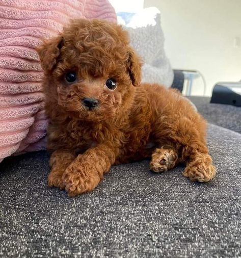 Brown Toy Poodle, Big Dogs Breeds, Biggest Dog In The World, Teacup Poodle Puppies, Micro Teacup Puppies, Puppy Boy, Toy Poodle Puppy, Biggest Dog, Poodle Puppies For Sale